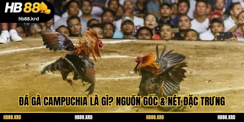 Đá gà campuchia là gì? Nguồn gốc & nét đặc trưng